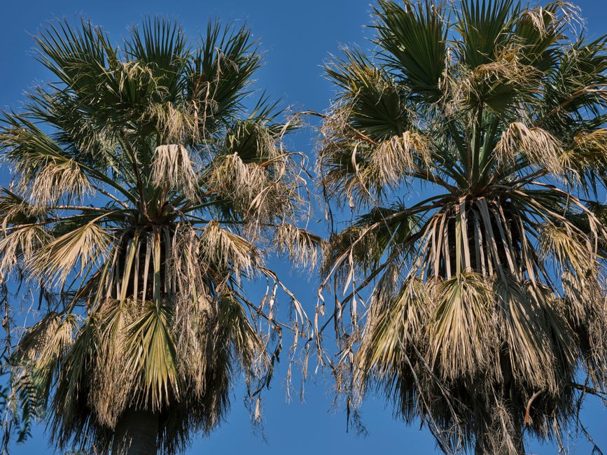 Palm work