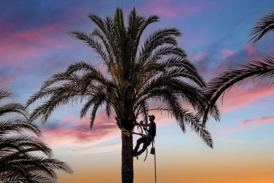 Palm trimming